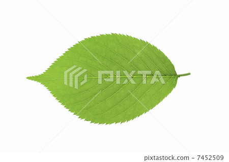 Fresh green leaves, white back 7452509