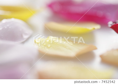 Rose petals with water droplets Rose petals with water droplets 7452542