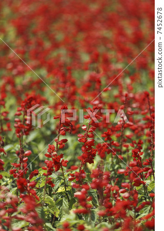 Salvia flower Salvia flower 7452678