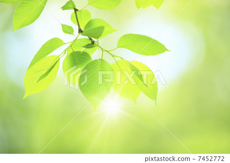 Fresh green leaves 7452772