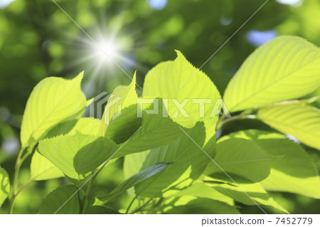 Fresh green leaves 7452779