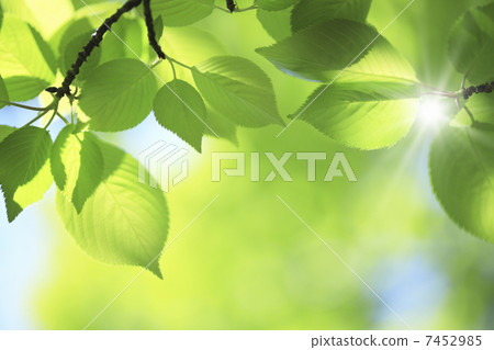 Sunlight leaves and fresh green leaves Sunlight leaves and fresh green leaves 7452985
