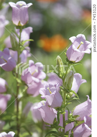 Wind bell grass 7453120