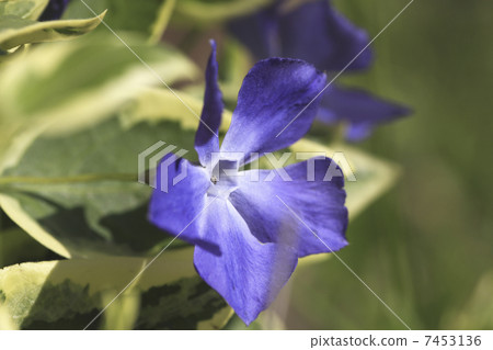 長春花 7453136