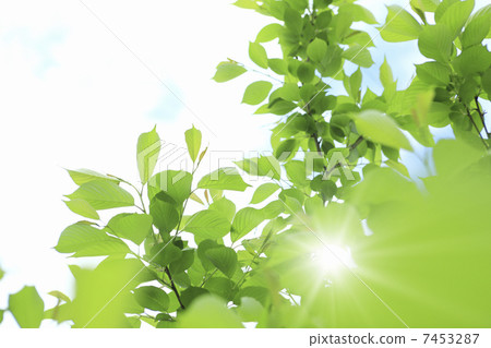 Fresh green leaves Fresh green leaves 7453287