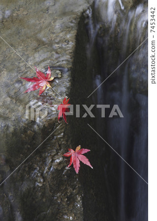 楓葉 7453442