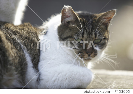 Stray cat Stray cat 7453605