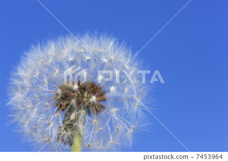  Dandelion 7453964