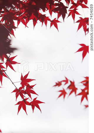 Arashiyama秋葉 7454089