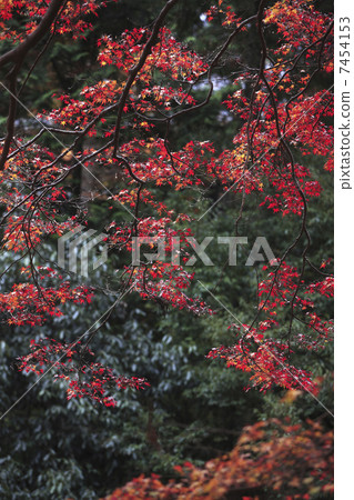 Autumn leaves of Kyoto and Kaohsiung 7454153