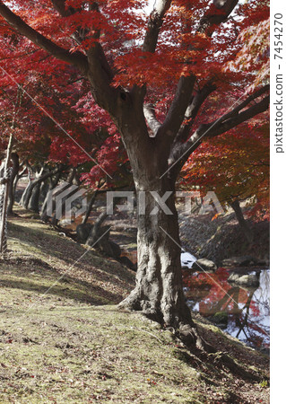 Nara, autumn leaves 7454270