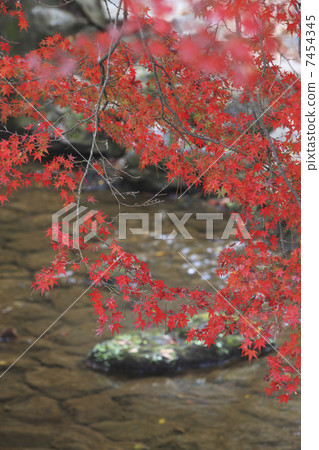 Momiji and the water surface Momiji and the water surface 7454345