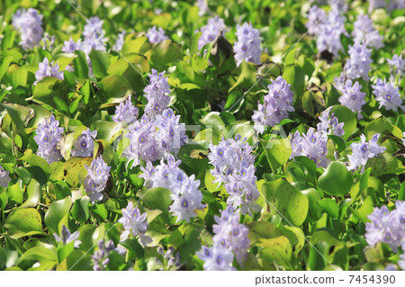 乾草飛 乾草飛 7454390