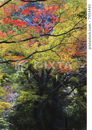 Autumn leaves of Arashiyama 7454493