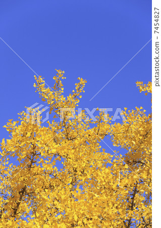 Ginkgo of Midosuji 7454827