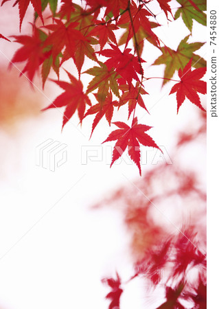 Momiji 7454880