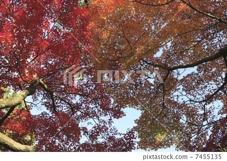 Autumn leaves Autumn leaves 7455135