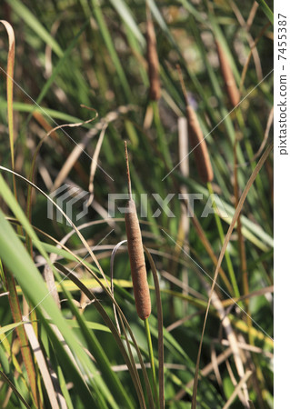 Ear of the Gama 7455387