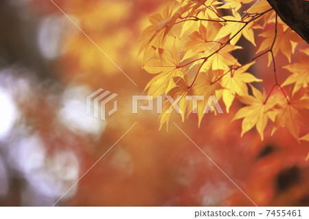 Momiji 7455461