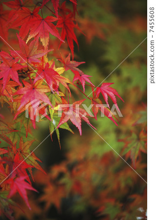 Autumn leaves of Kyoto and Kaohsiung 7455608