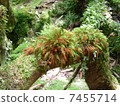 Plant of Yakushima 7455714
