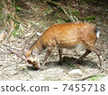 Yakushima deer 7455718