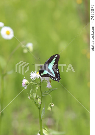 Aosiagehaha Aosiagehaha 7455875