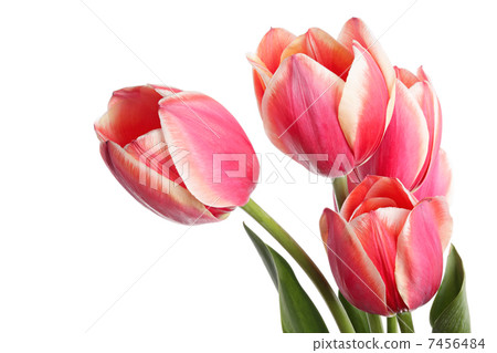 Big tulips 7456484