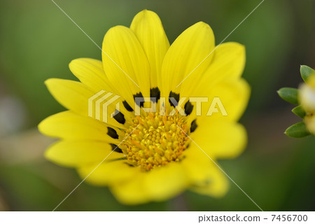Gazania Gazania 7456700