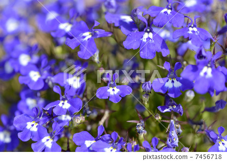 Lobelia 7456718