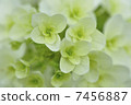 Kashiwaba繡球花 7456887