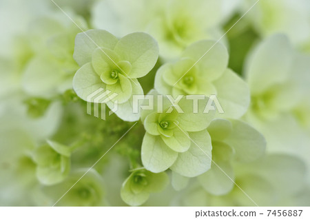 Kashiwaba繡球花 7456887