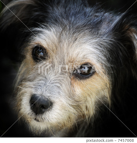 look hungry stray dog 7457008