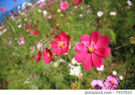 Cosmos Cosmos 7457025