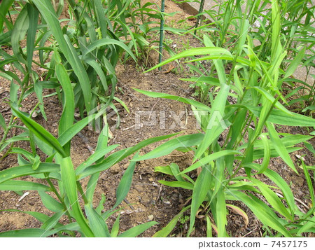 藥用植物 7457175