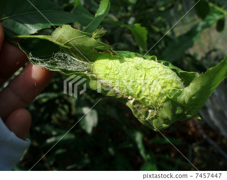 Hekimon(絲綢百里香) Hekimon(絲綢百里香) 7457447