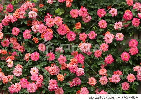 Vine Teddy Bear Vine Teddy Bear 7457484