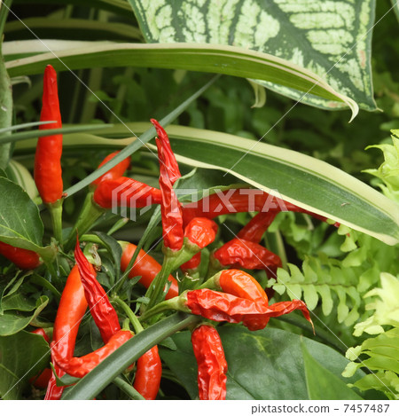 Goshiki Capsicum 7457487