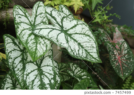 Karajumu 7457499