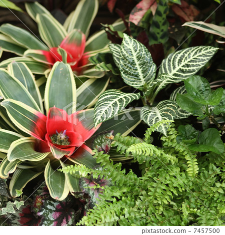 Neoregelia Neoregelia 7457500