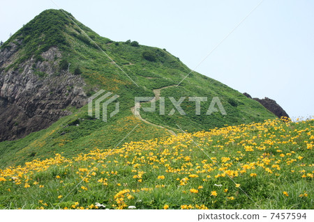 大野龜甘草 大野龜甘草 7457594