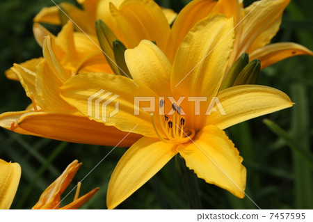 Kibana甘草 Kibana甘草 7457595