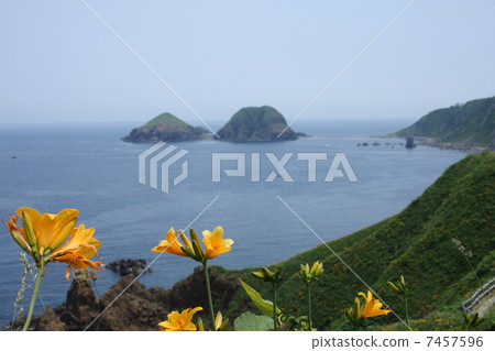 大野草龜甘草花 大野草龜甘草花 7457596