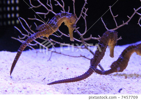東京墨田區押上墨田水族館展出的“海馬” 7457709
