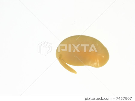 Soybean germination 7457907