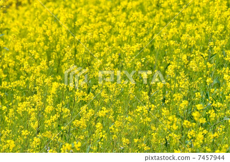 Rapeseed field 7457944