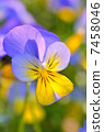 Viola 7458046