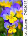 Viola 7458047