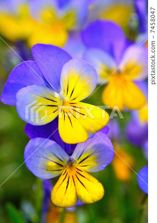 Viola Viola 7458047