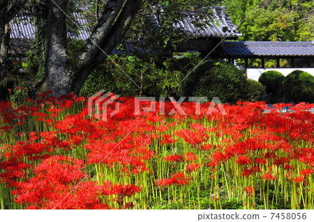 世界寺廟的群集孤挺花 7458056